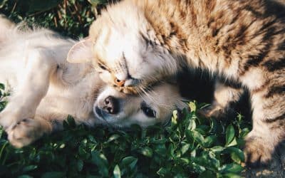 Remédio de gente para cachorro e gato: o que pode e o que não pode?