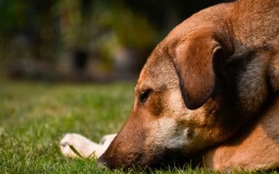 Vermífugo: efeitos colaterais, superdosagem e o que fazer